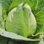 กะหล่ำบัว - Early Jersey Wakefield Cabbage