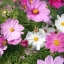 (Whole 1 LB) ดาวกระจายคละสี - Mixed Cosmos Flower