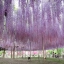 วิสทีเรียสีม่วง - Purple Wisteria