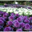 ปูเล่ประดับ คละสี - Mix Ornamental Cabbage
