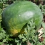 แตงโม ฟอริด้าใจแอ้น - Florida Giant Watermelon