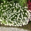 ดอกคีปปิ้งเดซี่ - Creeping Daisy Flower