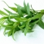 ทาร์รากอน - Tarragon