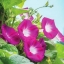 มอนิ่งกลอรี สีแดง - Scarlett o'hara Morning Glory Flower