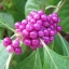 บิ้วตี้เบอรี่ - American Beautyberry