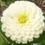 (Whole 1 Oz) ดอกบานชื่นสีขาว - Polar Bear White Zinnia Flower