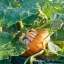 ฟักทองหมวก - Turks Turban Squash