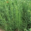 ทาร์รากอน - Tarragon