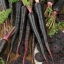 (Whole 1 Oz.) แครอทดำ เนบิวล่า - Black Nebula Carrot