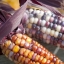 ข้าวโพดสีรุ้ง - Ornamental Indian corn
