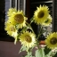 ทานตะวันเลม่อนควีน - Lemon queen sunflower