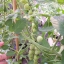 มะเขือเทศสตรอเบอรี่ - TomatoBerry F1
