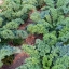 เมล็ดพันธุ์ เคลใบหงิก - Vates Blue Curled Kale