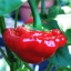 พริกจาไมก้า สีแดง - Red Jamaican Scotch Bonnet Pepper