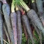 (Whole 1 Oz.) แครอทดำ เนบิวล่า - Black Nebula Carrot