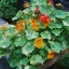 ดอกแนสเทอร์เที่ยม อลาสก้า คละสี - Alaska Mix Nasturtium (ดอกใบกินได้)