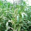ข้าวโพดด่าง จาโปนิก้า - Japonica Striped Ornamental Corn