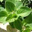 (Whole 1 Oz.) ออริกาโน่ - Oregano Seed