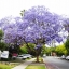 ศรีตรัง - Jacaranda mimosifolia