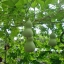 น้ำเต้าเซียน(พระถังซำจั๋ง) - Bottle Gourd