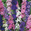 ดอกอิมพีเรียล ร็อคเก็ต ลาร์คสปอร์ คละสี - Imperial Rocket Larkspur Flower