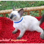 น้องแมวมาใหม่ วันที่ 2/1/2560
