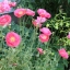 (Whole 1 Oz) ดอกป็อปปี้ คละสี - Mixed Poppy Flower