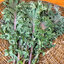 (Whole 1 Oz) เคลเรดเออซ่า - Red Ursa Kale