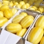 เมล่อนเกาหลี ชาแมร์ - Korean Melon F1