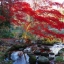 เมเปิลแดง ญี่ปุ่น - Red Japanese Maple Tree