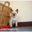 น้องแมวมาใหม่ วันที่ 1/4/2560