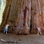 ต้นสนยักษ์ ซีคัวญา - Giant Sequoia Tree