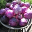 กะหล่ำปลีสีม่วง - Purple Cabbage
