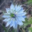 ดอกรักในหมอกสีน้ำเงิน - Blue Love in a mist Flower