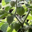 แคปกูสเบอรี่ - Cape gooseberry