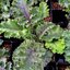 เมล็ดพันธุ์เคล สการ์เล็ต - Scarlet Kale Seed