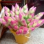 ดอกบัวตูม (ชมพู)
