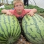 แตงโมยักษ์แคโรไลน่า - Carolina Giant Watermelon
