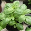 โหระพาใบใหญ่ - Italian Large Leaf Sweet Basil