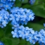 ดอกอย่าลืมฉัน - Forget Me Not Flower