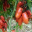 มะเขือเทศซานมาซาโน่ - San Marzano tomato