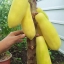 มะละกอเหลืองกระบี่ - Golden Papaya