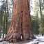 ต้นสนยักษ์ ซีคัวญา - Giant Sequoia Tree