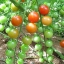 มะเขือเทศ เชอรี่สวีทตี้ - Cherry sweetie Tomato