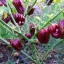 พริกฮาบาเนโร่สีน้ำตาล - Chocolate Habanero Pepper