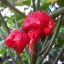 พริกแคโรไลนา รีพเปอร์ - Carolina Reaper pepper F1