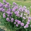 ต้นหอมฝรั่ง(ไชว์ส) - Common Chives