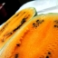 แตงโมเทนเดอร์สวีส - Tendersweet Orange Watermelon