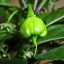 พริกแคโรไลนา รีพเปอร์ - Carolina Reaper pepper F1