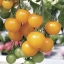 มะเขือเทศซันชูก้า - Sun Sugar Tomato F1